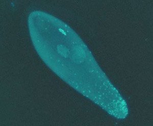 Яркие точки в яйце наездника трихограммы (мелкого паразитического родича осы) — это клетки вольбахий. Большинство их скопилось на том конце яйца, которому предназначено развиться в органы размножения (фото с сайта www.nsf.gov)